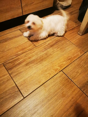 Vând bichon 600 lei - imagine 5