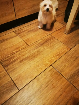 Vând bichon 600 lei - imagine 3
