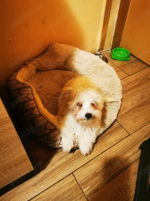 Vând bichon 600 lei - imagine 2