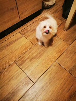 Vând bichon 600 lei - imagine 4