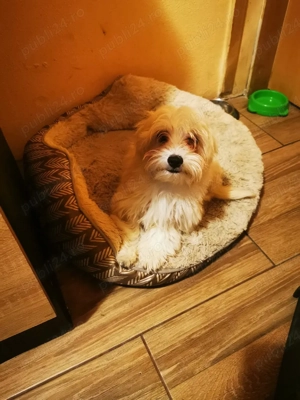 Vând bichon 600 lei