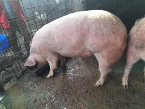 Vând porcii! - imagine 3