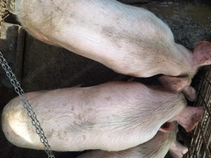 Vând porcii! - imagine 2