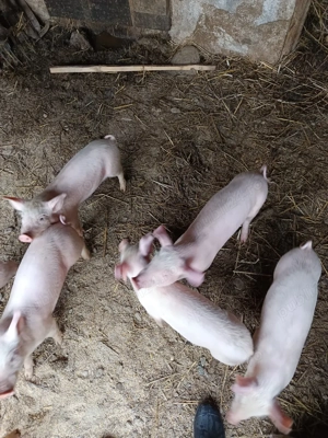 purcei frumosi  - imagine 3