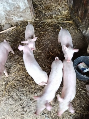 purcei frumosi  - imagine 2