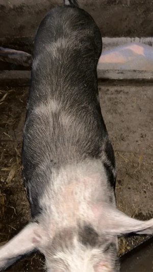 vand porc  - imagine 2