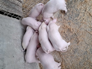 Purcei landrace de vînzare. - imagine 3