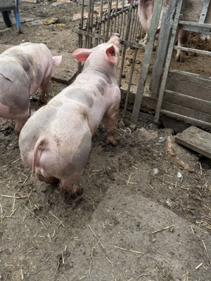 Pietran belgian  - imagine 4