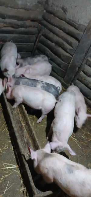 vind purcei - imagine 3