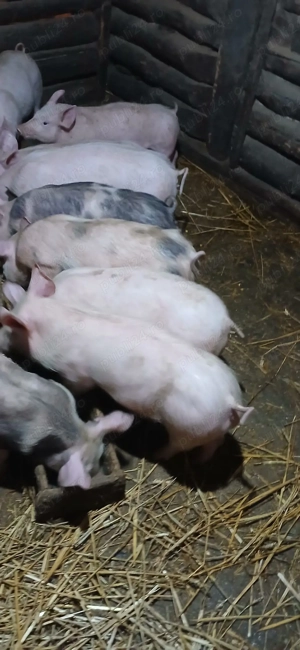 vind purcei - imagine 2