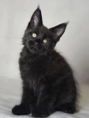 Maine Coon puiuti  - imagine 2