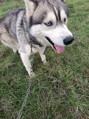 Husky siberian vârstă 1,5 ani - imagine 3