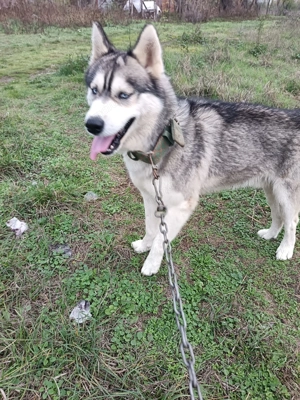 Husky siberian vârstă 1,5 ani - imagine 4