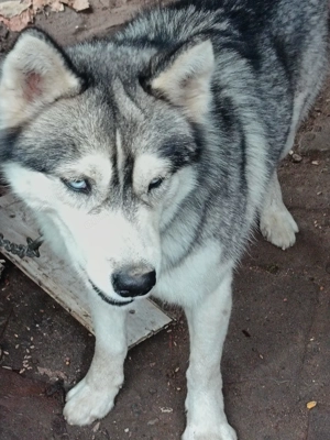 Husky siberian varsta 1,7ani