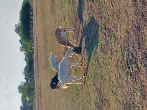 Capre la schimb cu oi  sau junincă - imagine 2