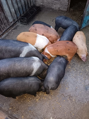 Purcei Bazna intarcati - imagine 4