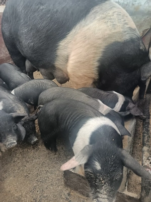 Purcei Bazna intarcati