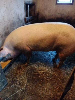 Porc 130-140kg - imagine 2