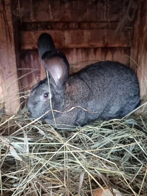 Mascul uriaș german gri 1,5 ani - imagine 2