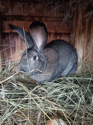 Mascul uriaș german gri 1,5 ani - imagine 4