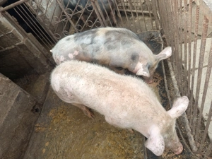 Porci.               Doi porci  80 90 kg.    - imagine 2