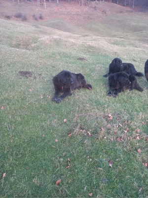 Pui Ciobanesc corb - imagine 4