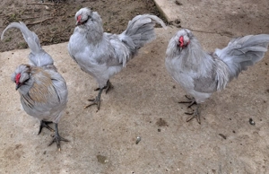 Cocoși Araucana British Lavanda  - imagine 2