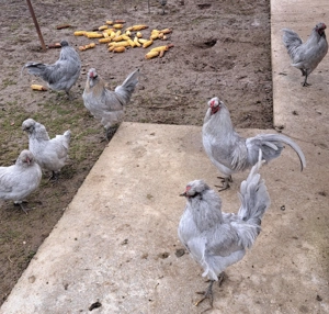 Cocoși Araucana British Lavanda  - imagine 3