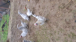 Cocoși Araucana British Lavanda  - imagine 4