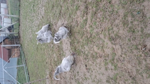 Cocoși Araucana British Lavanda  - imagine 5