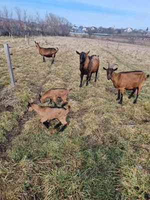 vand capre alpina franceza - imagine 4