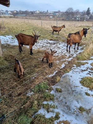 vand capre alpina franceza - imagine 3