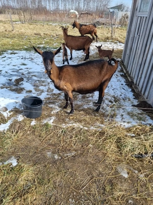 vand capre alpina franceza