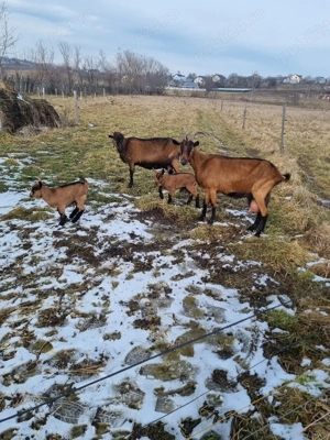 vand capre alpina franceza - imagine 2