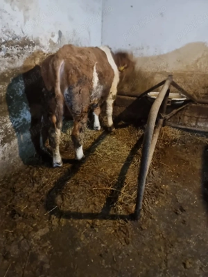 Vind tăuraș bălțat pentru mai multe detalii la tel  !