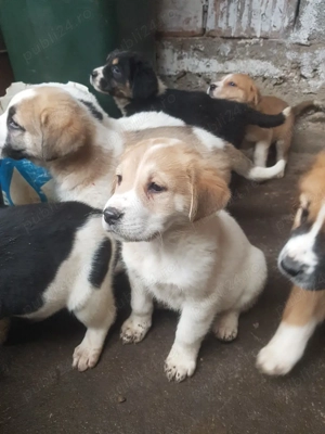 Vând ciobănesc de Asia centrală din părinți cu pedigree 