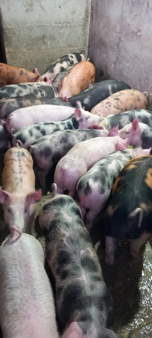 vand grasuni  - imagine 5