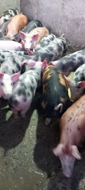 vand grasunasi  - imagine 5