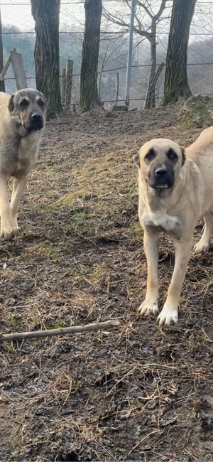 Femela Kangal 8 luni  - imagine 3