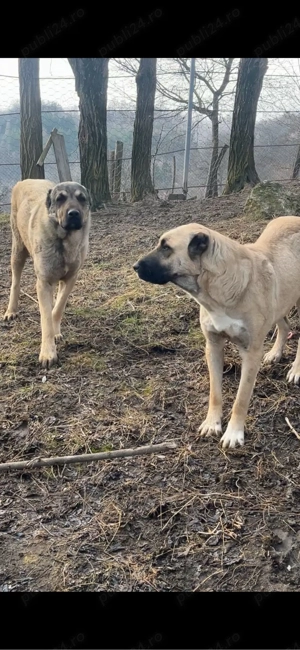 Femela Kangal 8 luni  - imagine 2