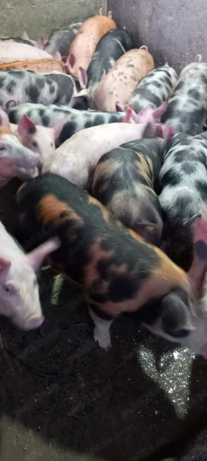 vand grasunasi  - imagine 4