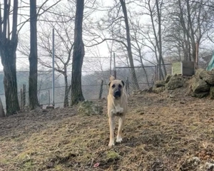 Femela Kangal 8 luni 