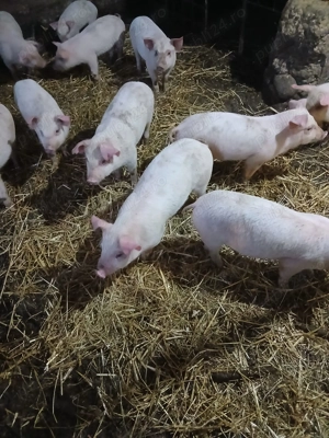 Purcei de 7 săptămâni  - imagine 2