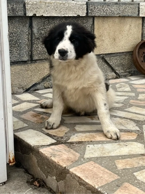 Femela Ciobanesc de Bucovina  - imagine 2