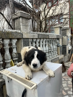 Femela Ciobanesc de Bucovina  - imagine 3