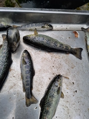 Puiet păstrav indigen 