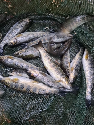 Puiet păstrav indigen  - imagine 2