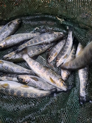 Puiet păstrav indigen  - imagine 3