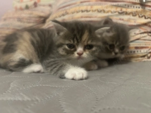 Vand pui British Shorthair - imagine 3