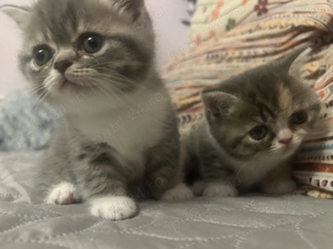 Vand pui British Shorthair - imagine 2